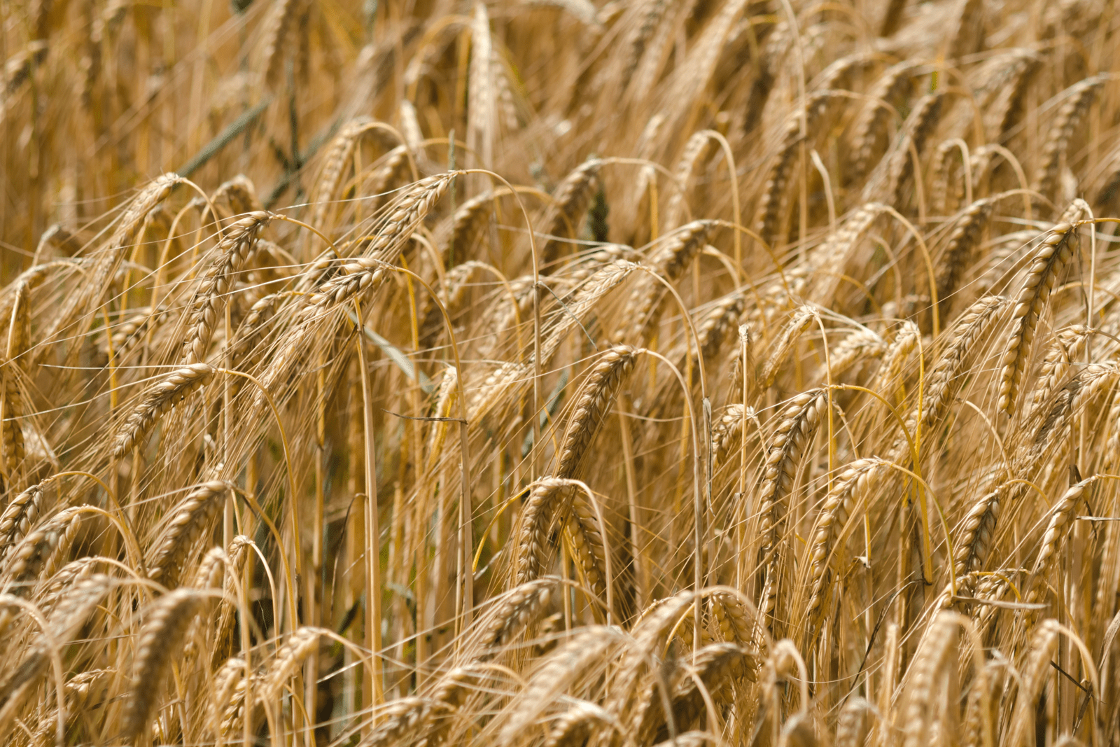 Ingredient Spotlight: Ancient Grains